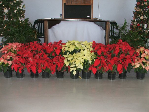 Still time to get your poinsettia.