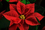 poinsettia