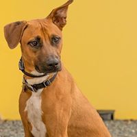 18920697_1525441580834641_4191273166300517739_n